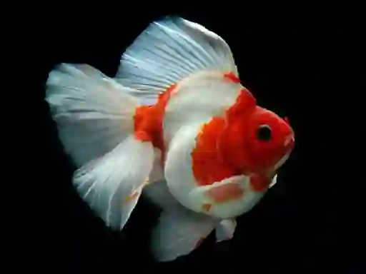 Leikur Gold Fish Jigsaw Puzzle á netinu