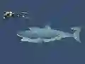Leikur Mad Shark á netinu