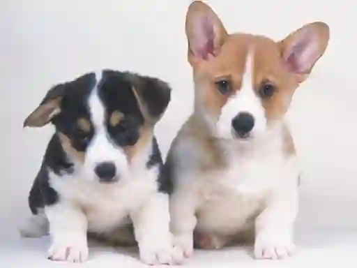 Leikur Cute Puppies Puzzle á netinu