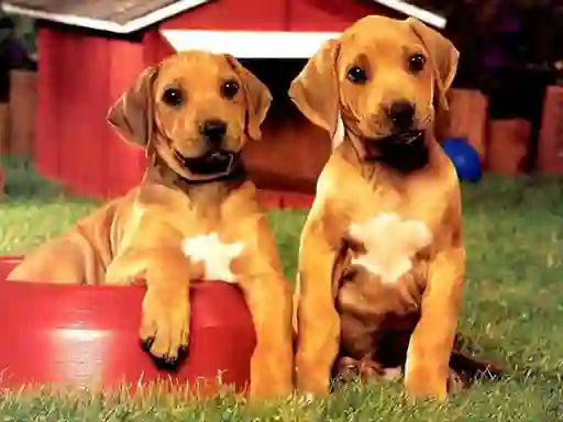 Leikur Puppy Pairs Puzzle á netinu