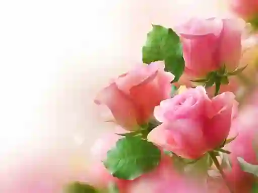 Leikur Pink Roses á netinu