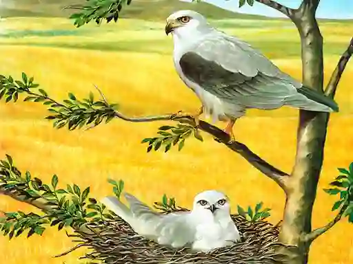 Leikur Birds Of Prey Puzzle á netinu
