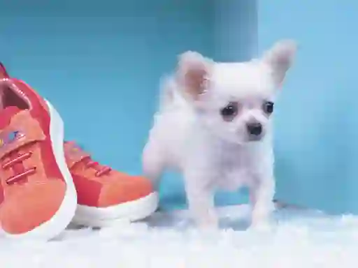 Leikur Lovely Puppy Puzzle á netinu