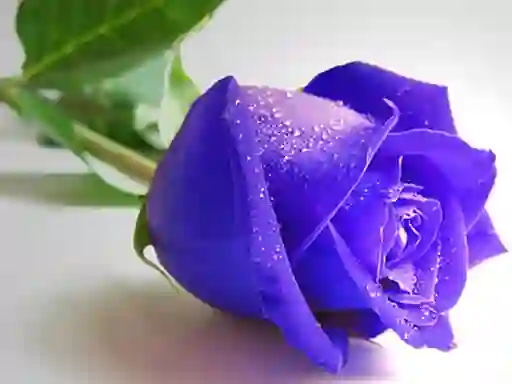 Leikur Blue Roses á netinu