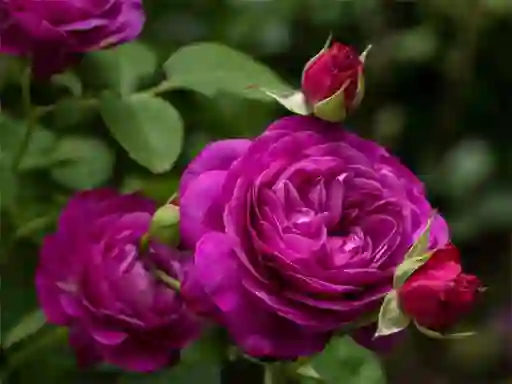 Leikur Purple Roses á netinu