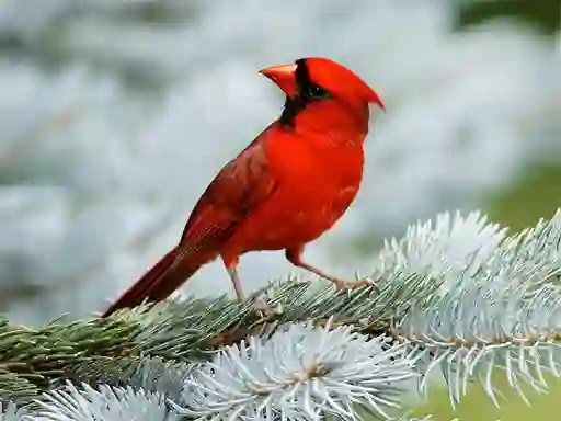 Leikur Birds Puzzle á netinu