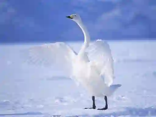 Leikur Graceful Swans á netinu