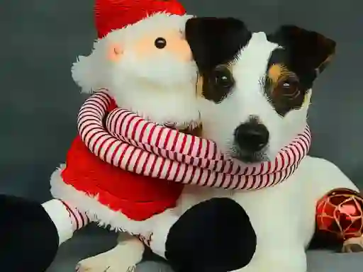 Leikur Funny Christmas Dogs á netinu