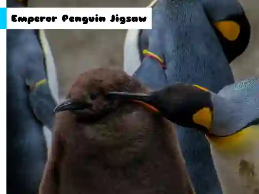 Leikur Emperor Penguin Jigsaw á netinu