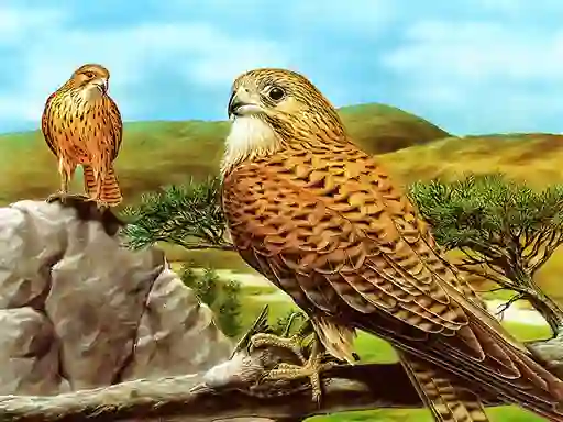 Leikur Birds of Prey Slide á netinu