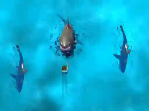 Leikur Avoid the Sharks á netinu