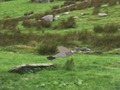 Leikur Dúfur Veiði  á netinu