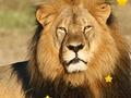 Leikur Animal Falinn Stars  á netinu