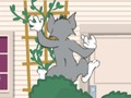 Leikur Tom og Jerry: Wasserbomben Wahnsinn  á netinu