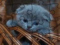 Leikur Jigsaw Puzzle: Kettir  á netinu