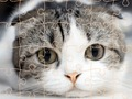 Leikur Kettir Puzzle Time  á netinu