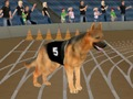 Leikur Crazy Dog Racing Fever á netinu