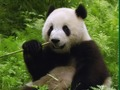 Leikur Pandas þraut  á netinu