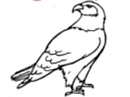 Leikur Eagle litabók  á netinu