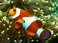 Leikur Underwater falinn tölur  á netinu