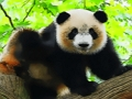 Leikur Sæt Baby Panda  á netinu