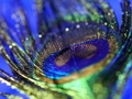 Leikur Peacock Feather Jigsaw á netinu