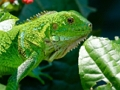 Leikur Wild Iguana á netinu