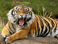 Leikur Dýr Jigsaw Puzzle Tiger  á netinu