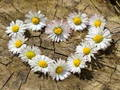 Leikur Daisy Heart Jigsaw á netinu
