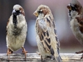Leikur Sparrow Family Jigsaw á netinu