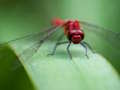 Leikur Dragon Fly Jigsaw á netinu
