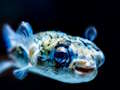 Leikur Puffer Fish Jigsaw á netinu