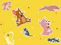 Leikur Tom og Jerry þátturinn Finndu það!  á netinu