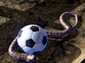 Leikur Python Snake Simulator á netinu
