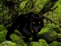 Leikur Flýja frá Black Panther Forest  á netinu