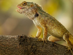 Leikur Lizard Garden Jigsaw á netinu