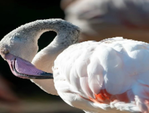 Leikur Flamingó Fugla Jigsaw  á netinu