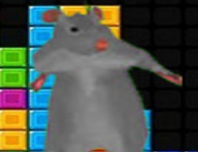 Leikur Ratomilton fallandi blokkir  á netinu